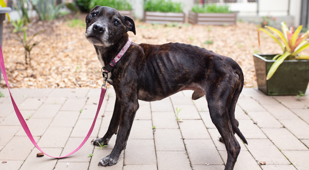 Emaciated Dogs Seized